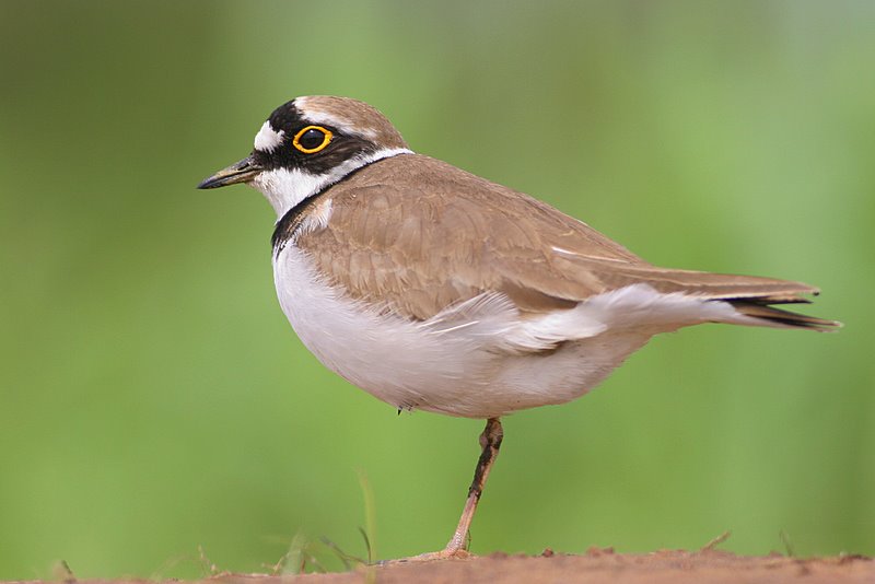 Sieweczka rzeczna (Charadrius dubius)