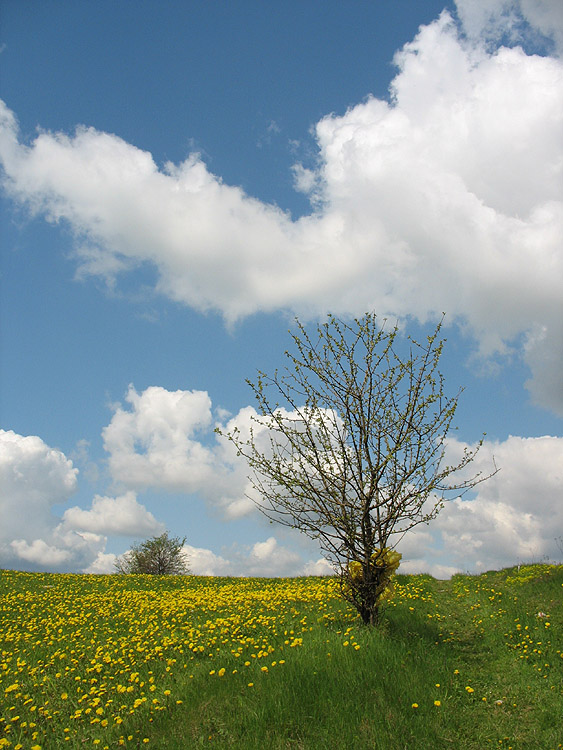 Małopolska wiosna