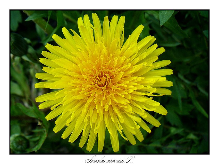 Sonchus arvensis L.