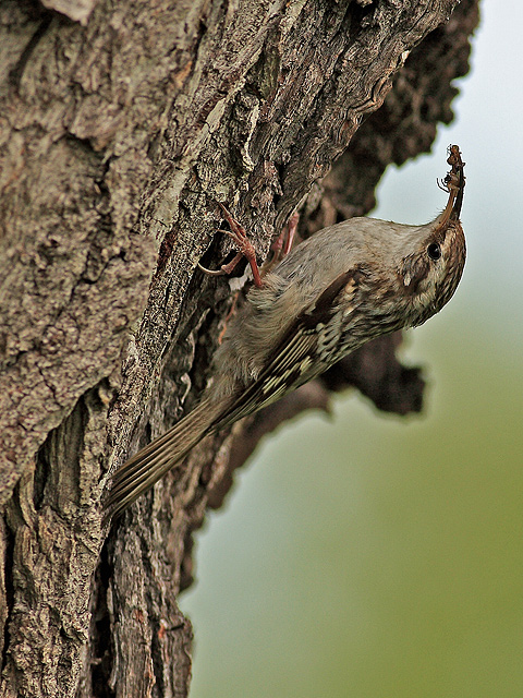 Pelzacz ogrodowy