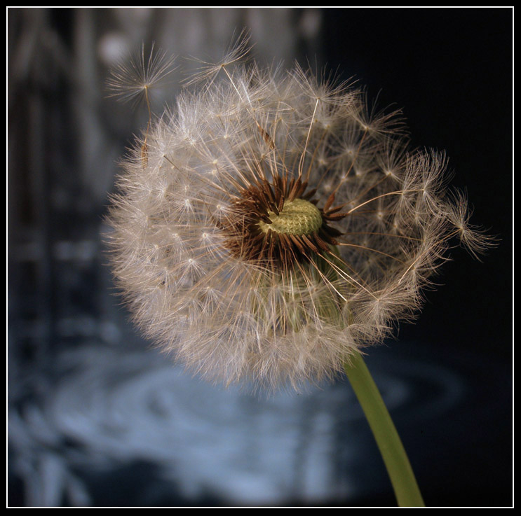 Mniszek lekarski - Taraxacum officinale