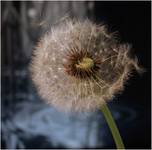 Mniszek lekarski - Taraxacum officinale