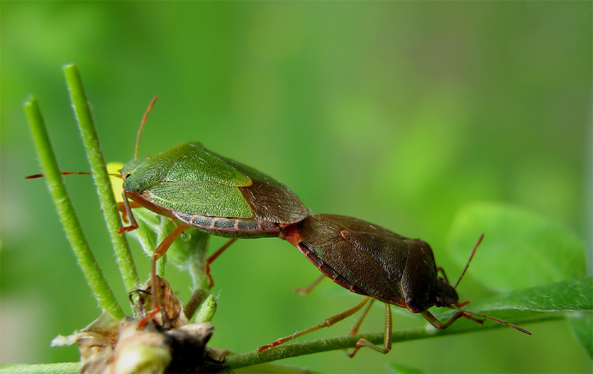 Miłość