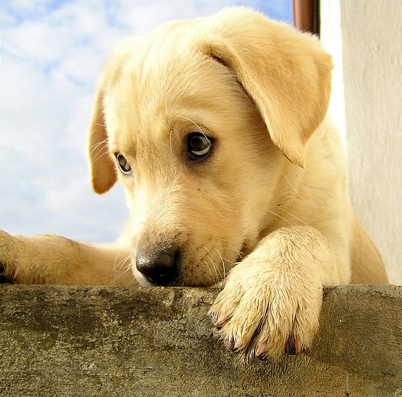 labrador retriever