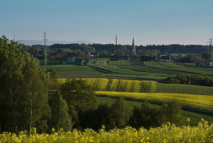 Rzepak rozkwita