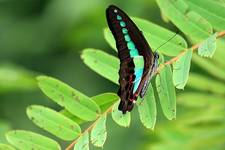 Graphium sarpedon