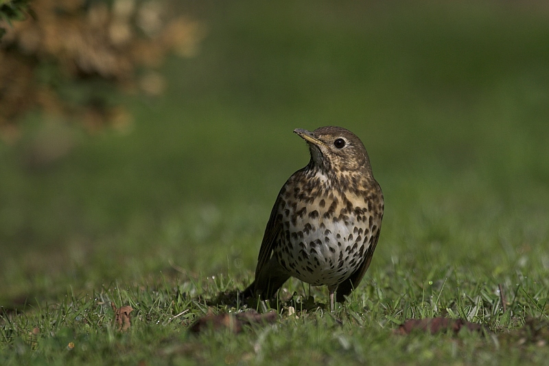 Śpiewak - Turdus philomelos