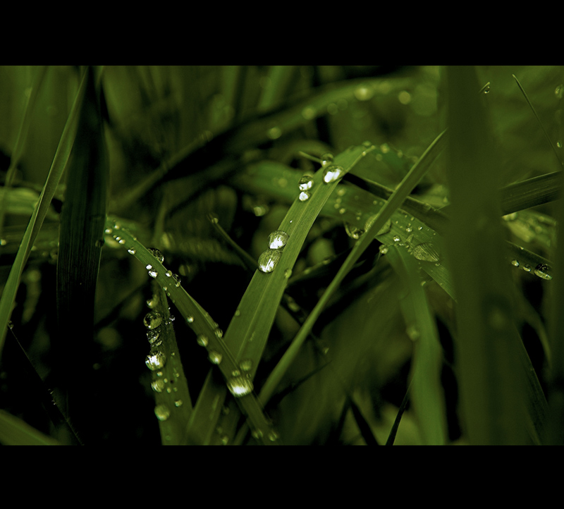 raindrops