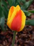 tulip