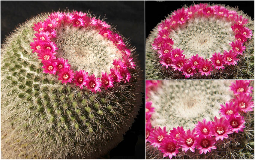 Mammilaria