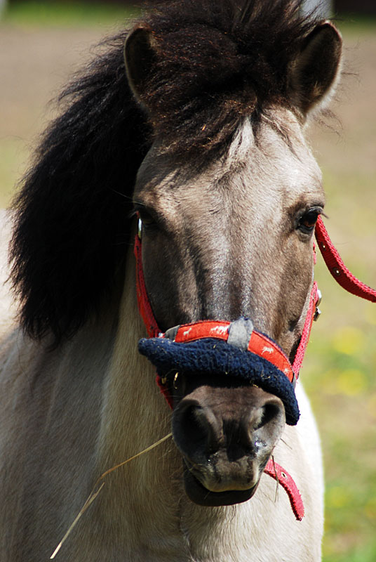 Konik polski