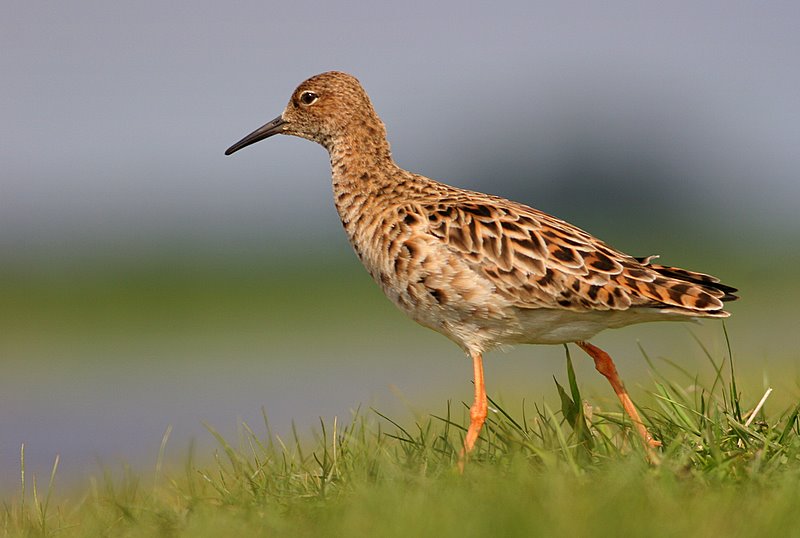 Pani Batalionowa (Philomachus pugnax)