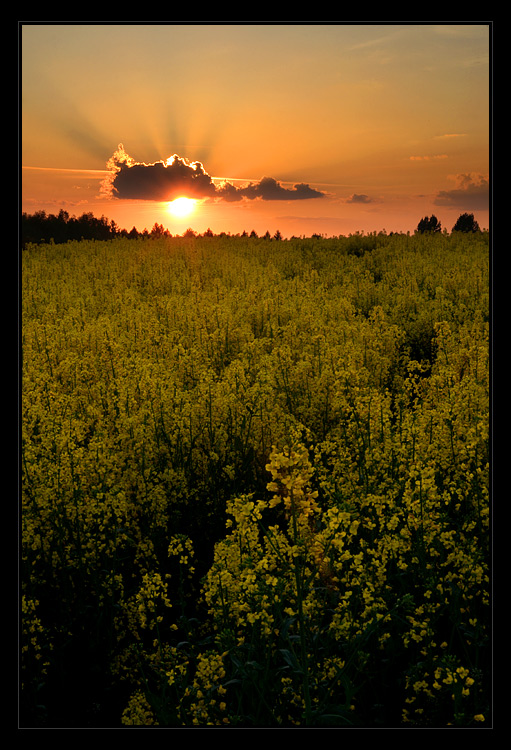 Buszując w rzepaku