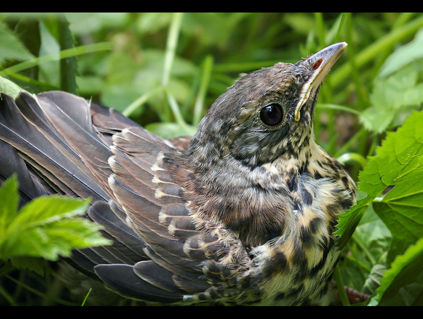 Drozd kwiczoł (Turdus pilaris)