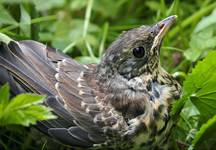 Drozd kwiczoł (Turdus pilaris)