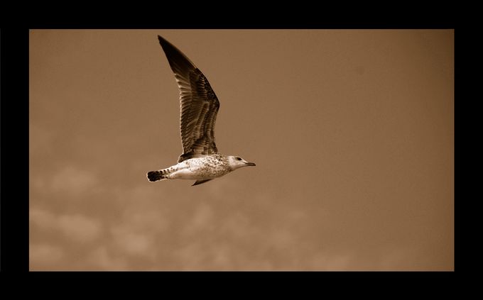 Larus argentatus