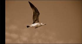 Larus argentatus