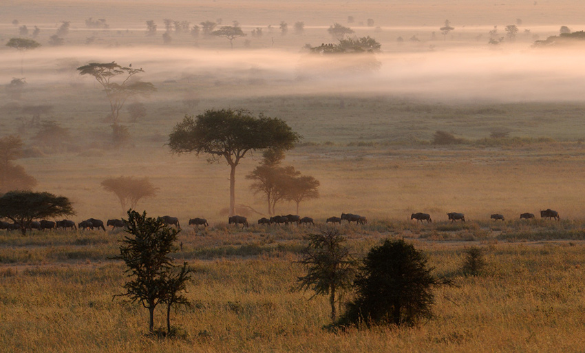 Serengeti