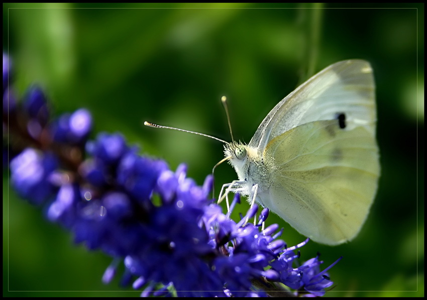 motyl