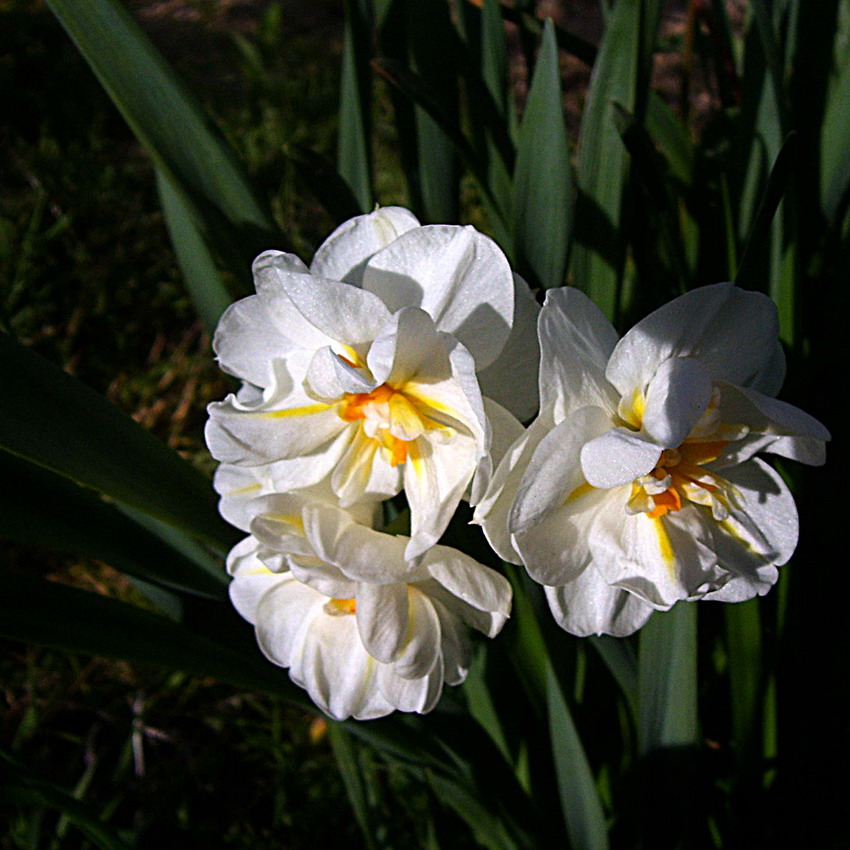 Trzy żonkile