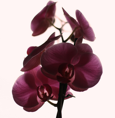 phalaenopsis