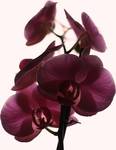 phalaenopsis