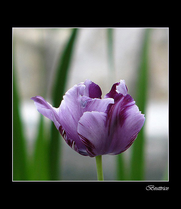 Violettino