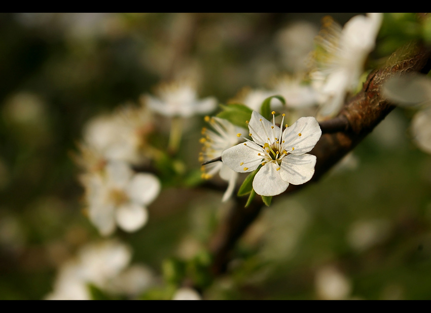 ''Drzemie'' w tych kwiatach potencjał ;) Będzie mirabelkowy ''dżem'' i sok ;)))