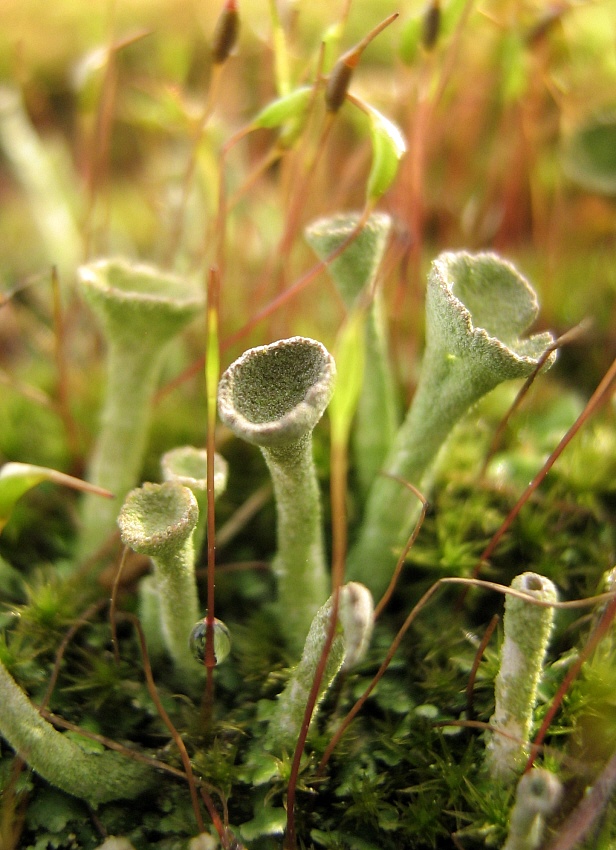 Cladonia