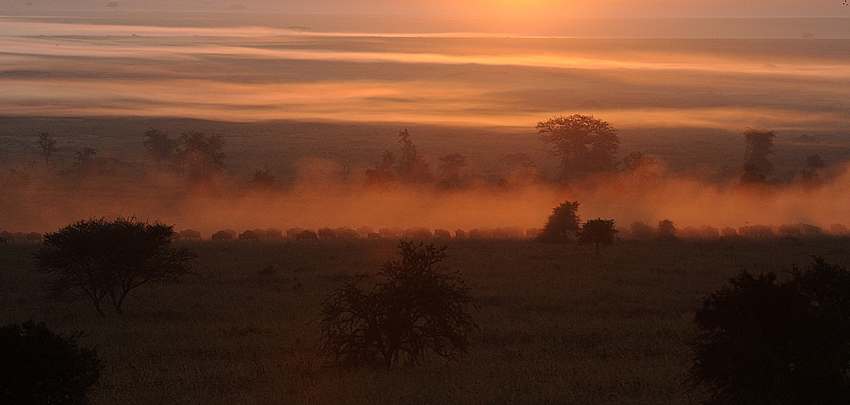 Serengeti