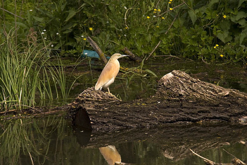 Czapla modronosa