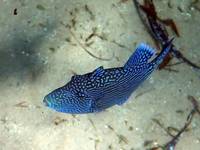 blue triggerfish