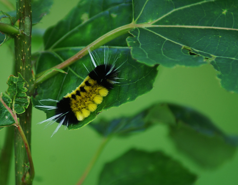 będzie motyl