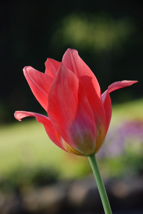 tulip