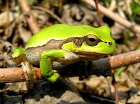 Hyla arborea