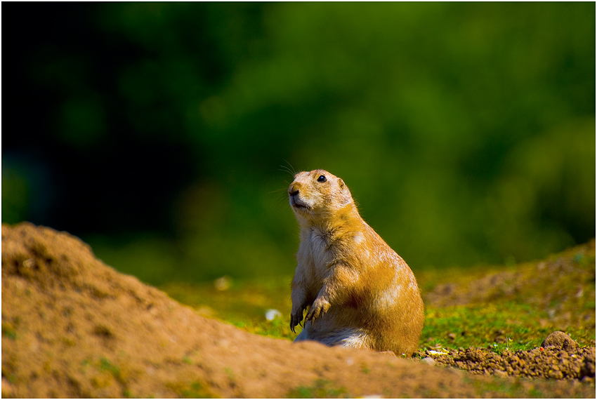 Marmota marmota