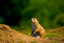 Marmota marmota