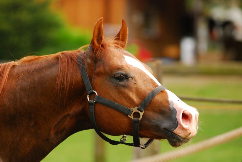 Konik