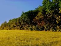 trees & field