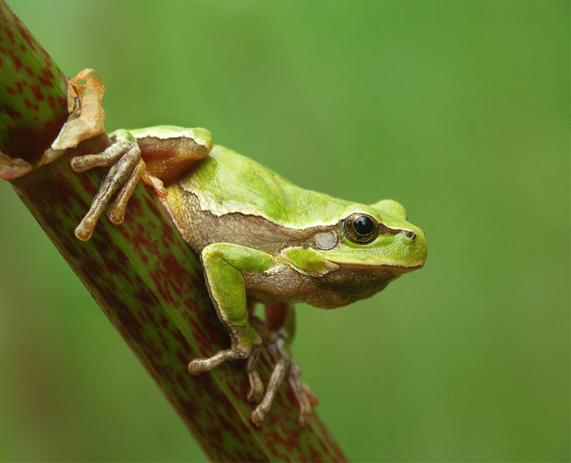 Rzekotka drzewna (Hyla arborea)