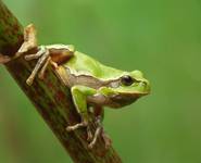 Rzekotka drzewna (Hyla arborea)