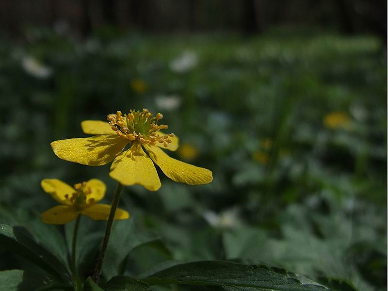 Zawilec żółty (Anemone ranunculoides L.)