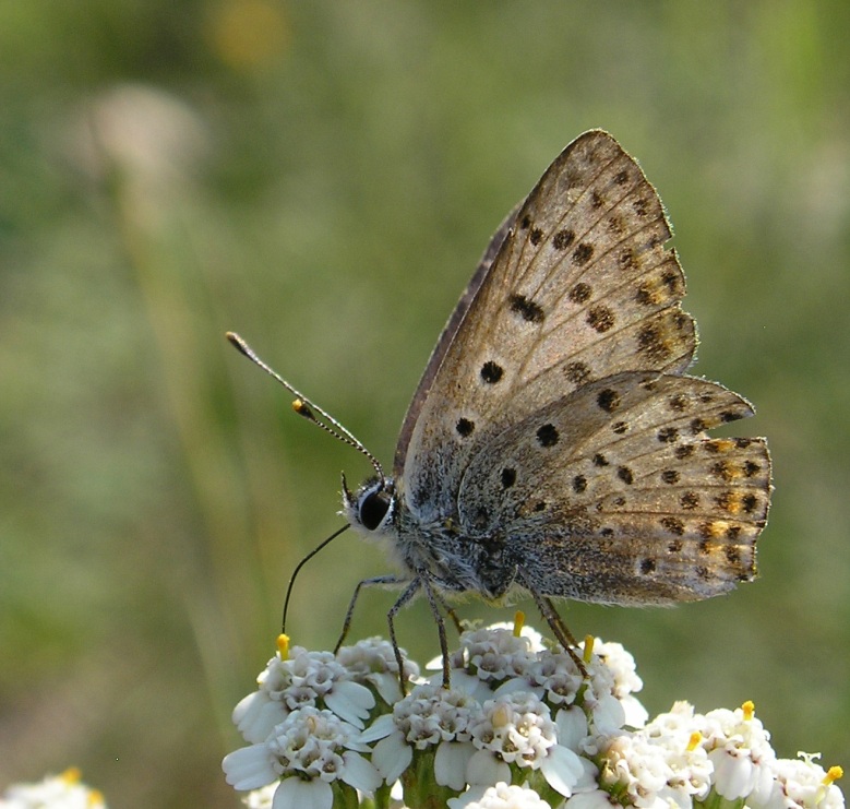 motyl