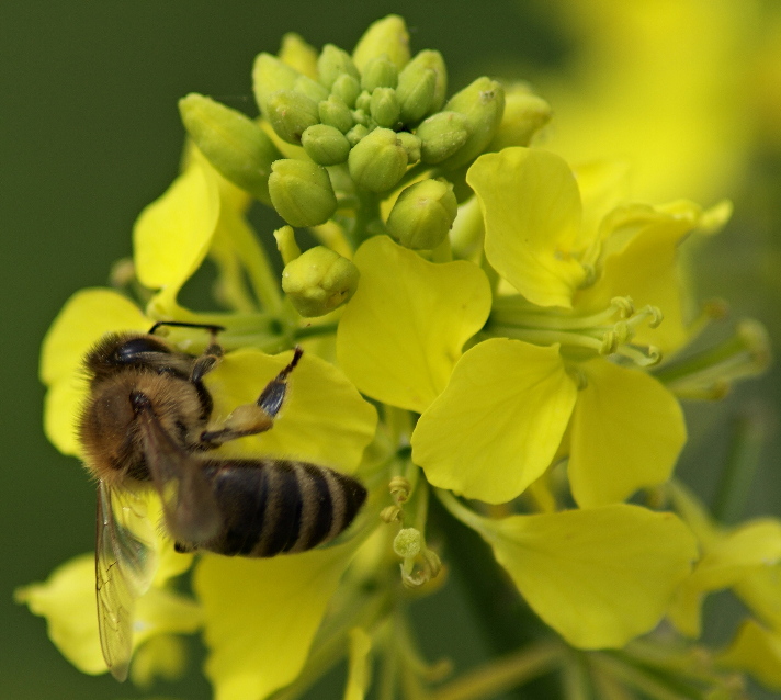 Wasp on duty