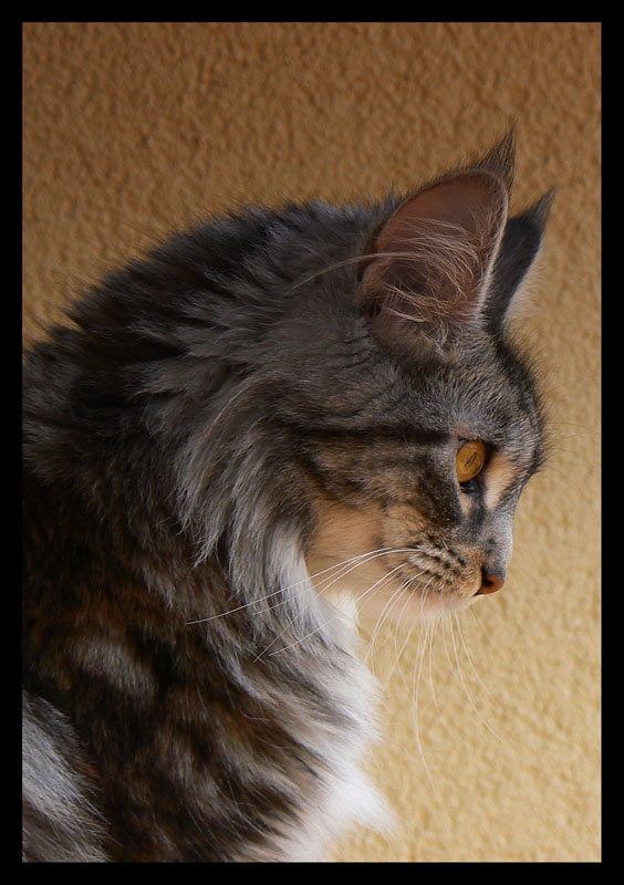 Maine Coon