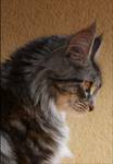 Maine Coon