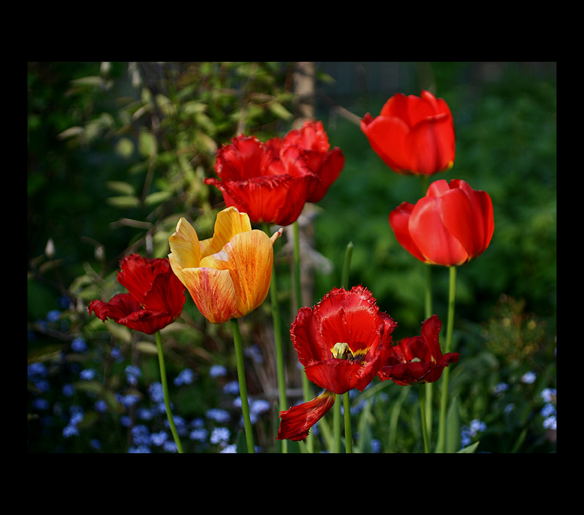 Tulipany mojej mamy