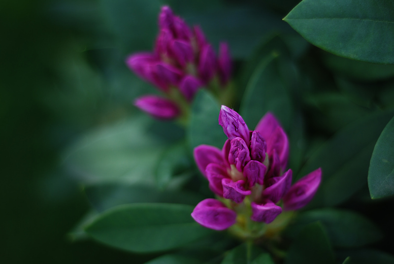 Rododendron