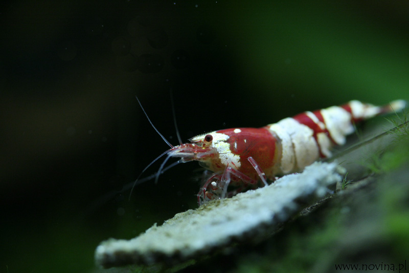 Caridina cf. cantoensis \"Red bee\"