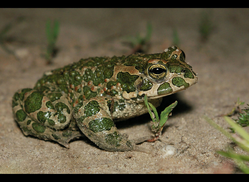 Bufo viridis - Zielony Ted